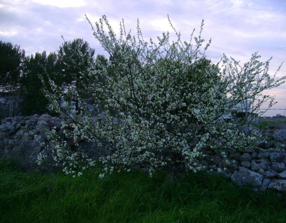 Masseria Cassiere Мотола Екстериор снимка