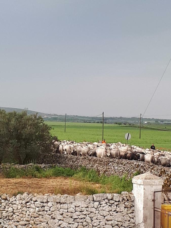 Masseria Cassiere Мотола Екстериор снимка